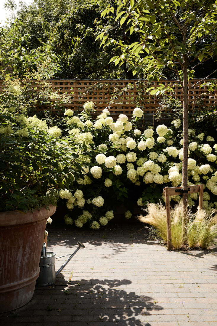 The corrugated metal sheeting is disguised behind pillowy white hydrangeas in summer.