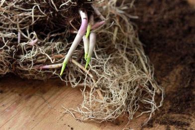Lily of the Valley Pips – Easy To Grow Bulbs
