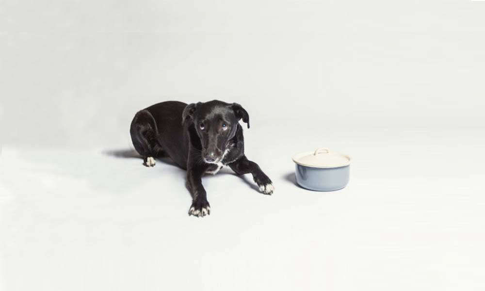 Gift Guide 2017: 7 Gifts for the Dog Lover - Remodelista