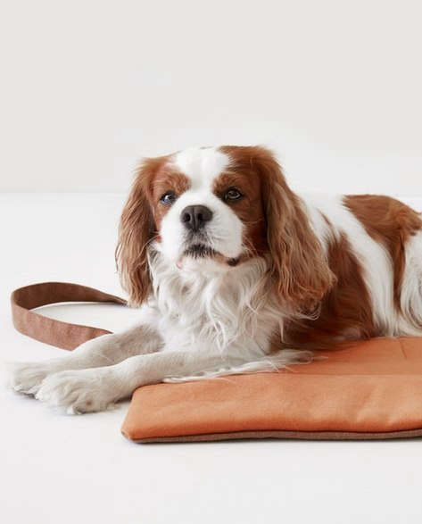 Made in Berlin: Essentials for the Discerning Dog - Remodelista