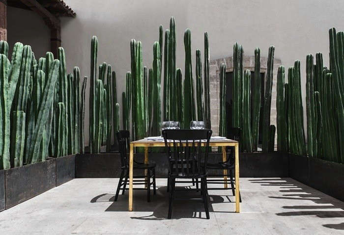 TrendingonGardenista:DroughtGardeningTricks-Remodelista