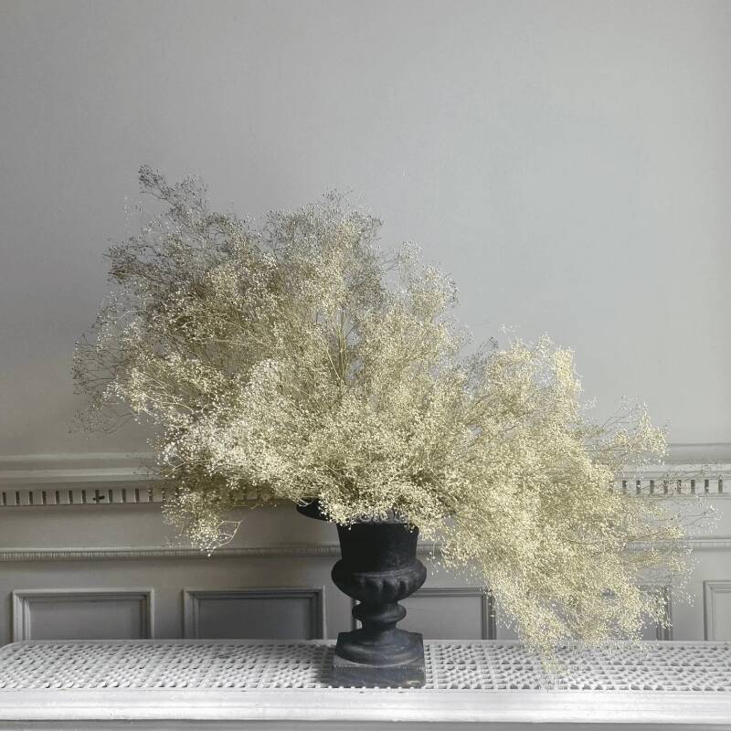 https://www.remodelista.com/wp-content/uploads/2023/11/quiet-botanist-babys-breath-800x800.jpg?ezimgfmt=rs:392x417/rscb4