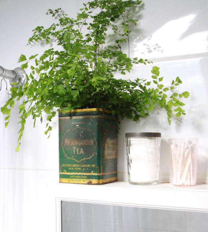 DIY:MaidenhairFernforBathroomGreenery-Gardenista