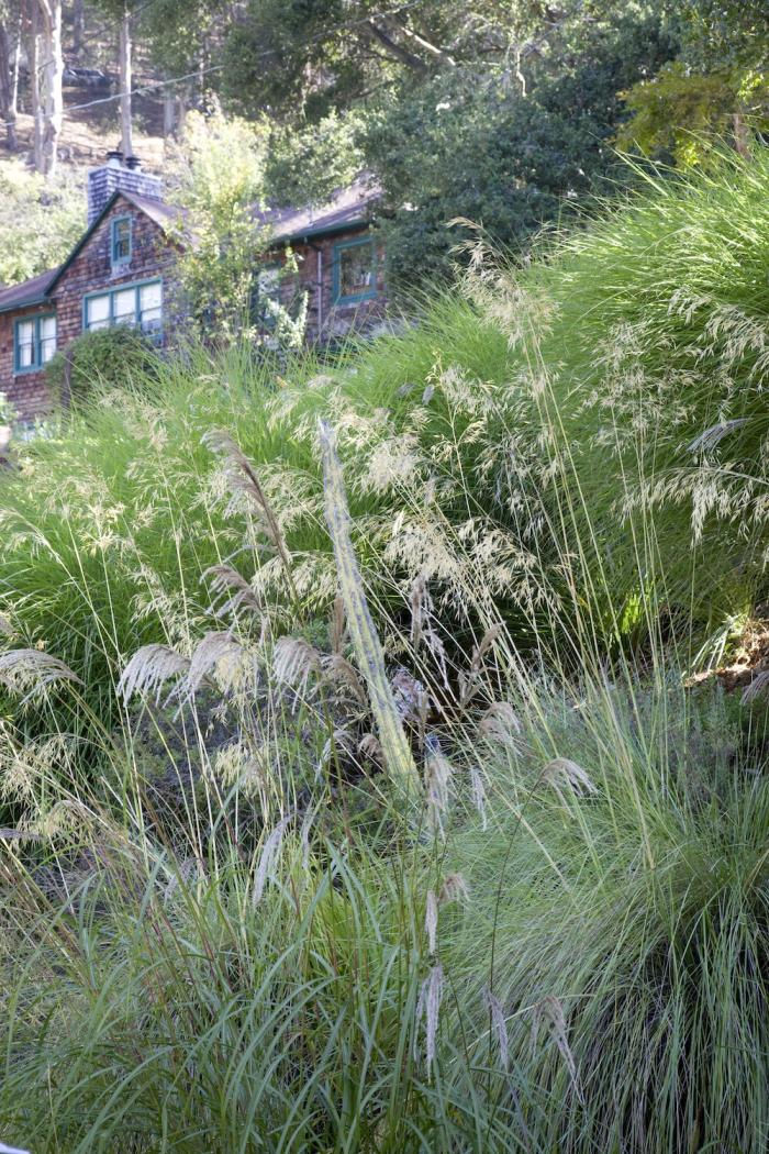 TheLandscapeDesignerIsIn:DroughtTolerant,DeerResistant—andonaBudget—InBerkeley-Gardenista