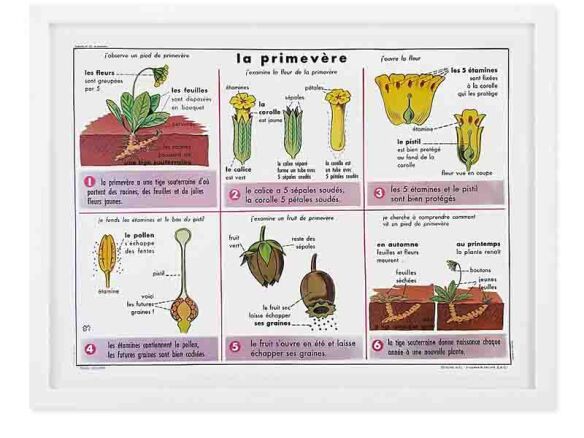 french botany charts 10