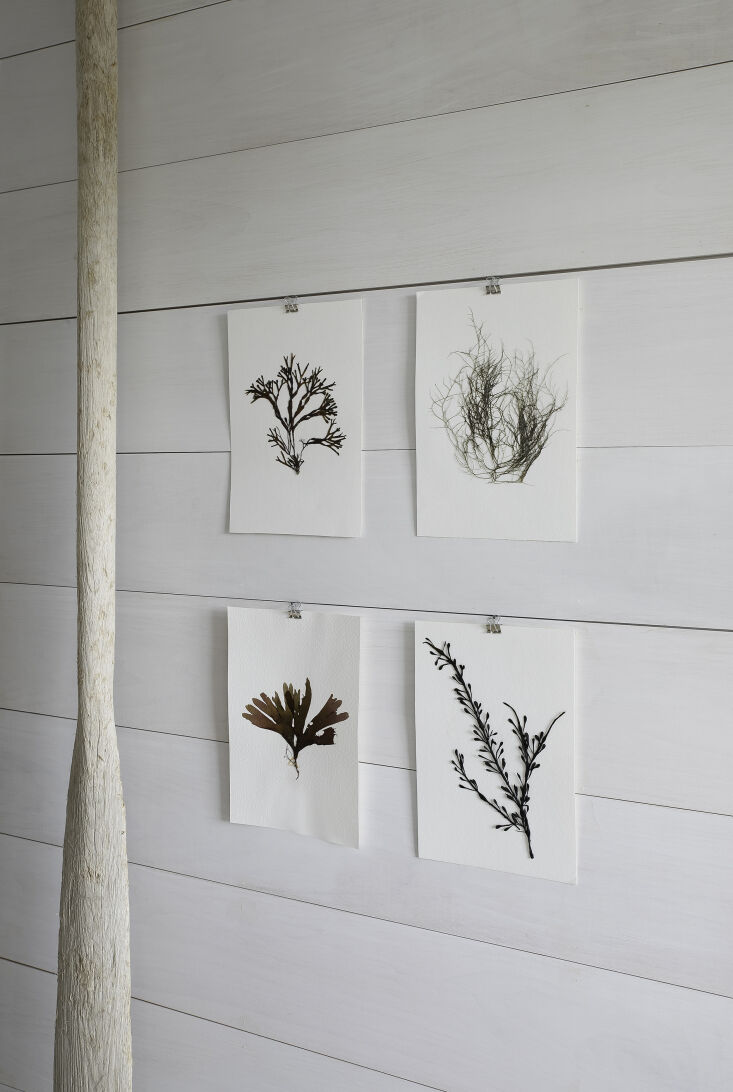 pressed seaweed prints: an evocative way to capture summer. 17