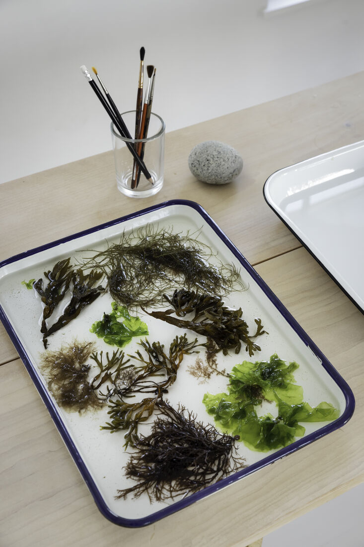 collect an array of seaweeds along the shore, then rinse specimens in tub  18