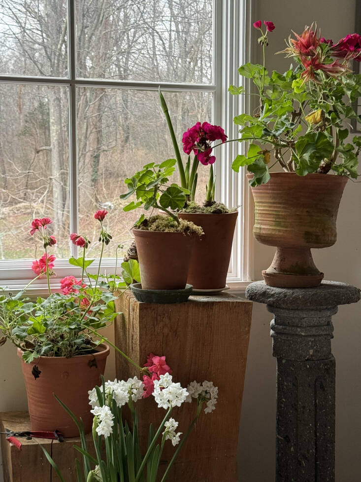 potted pelargoniums bringing beauty indoors, courtesy of another quick takes st 21