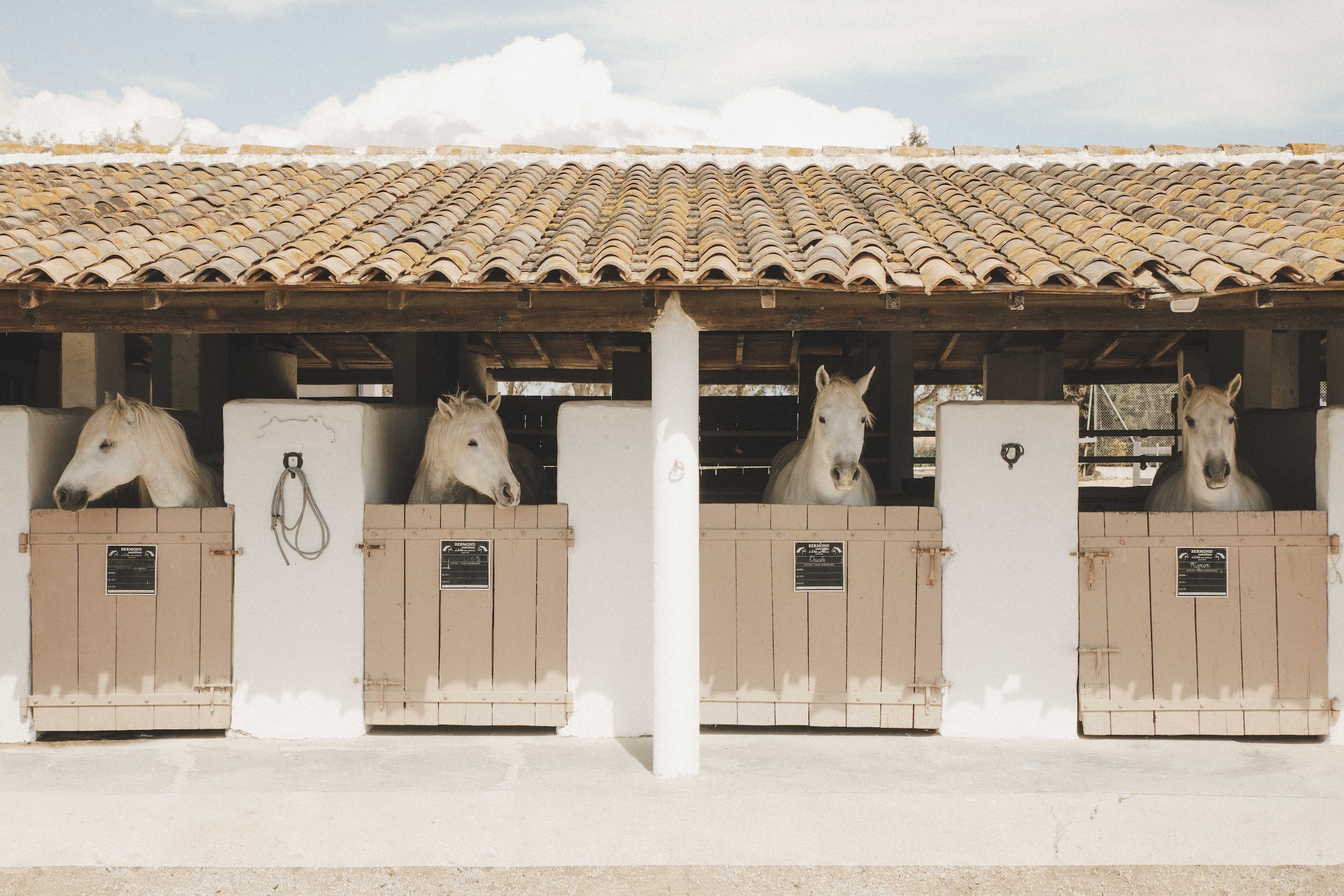 the stables. marois notes that the horses are fed organic crau hay and never ta 28