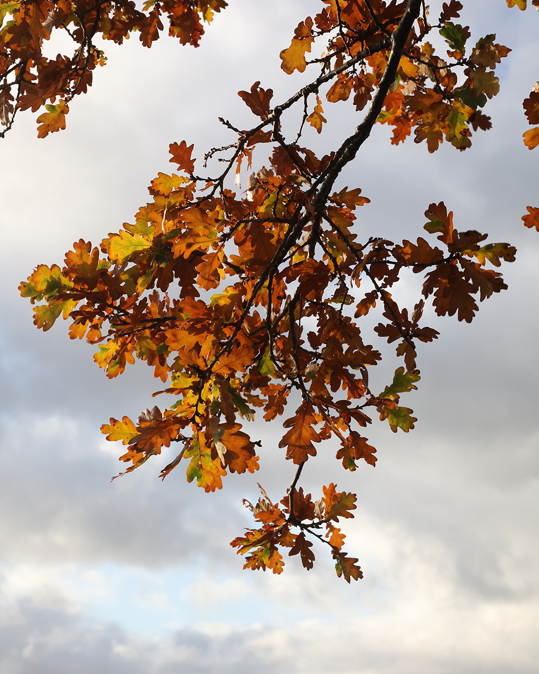 oak leaves of all sorts are plentiful this time of year—just look up and 19