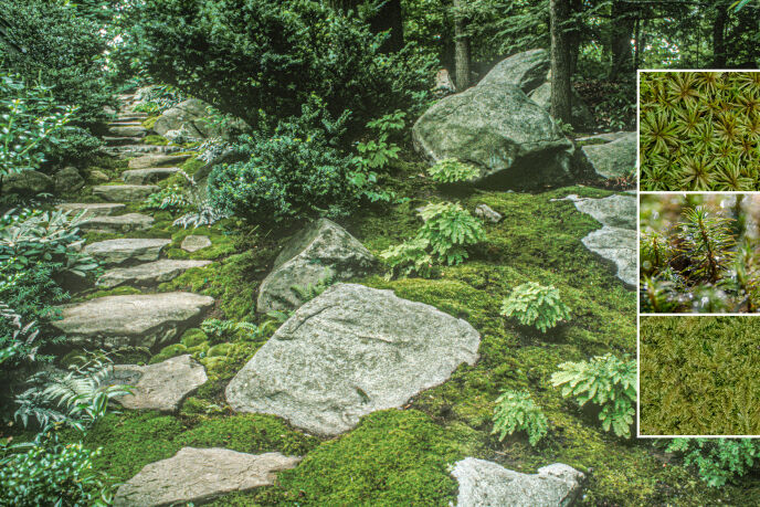 mossaics moss garden staircase