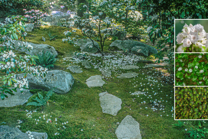 mossaics moss garden with mountain laurels