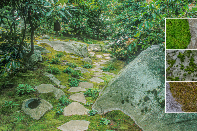 mossaics moss garden with stone sentinel