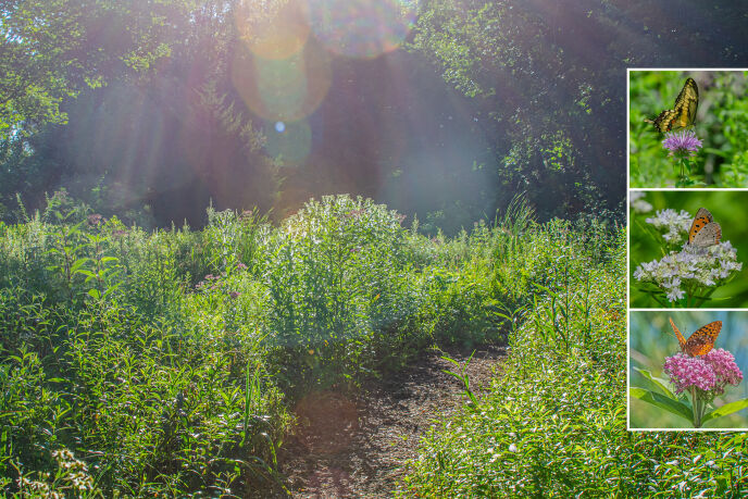 mossaics summer meadow 1