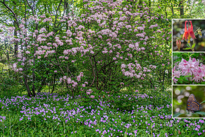 mossaics woodland garden